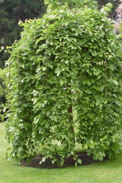 Граб звичайний Пендула (плакучий)